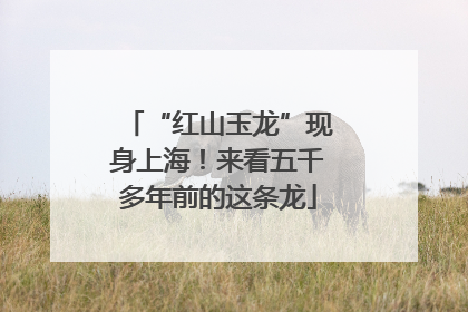 “红山玉龙”现身上海！来看五千多年前的这条龙