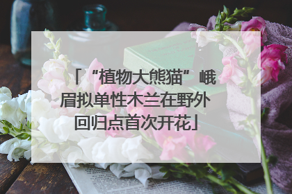 “植物大熊猫”峨眉拟单性木兰在野外回归点首次开花