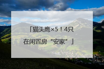 猫头鹰×5！4只在闲置房“安家”