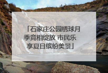 石家庄公园绣球月季竞相绽放 市民乐享夏日缤纷美景