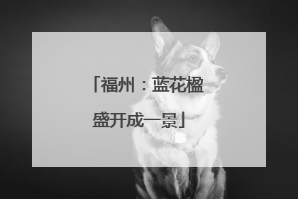 福州：蓝花楹盛开成一景