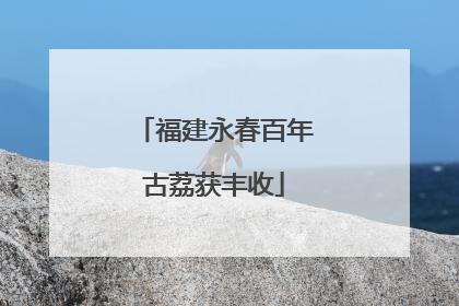 福建永春百年古荔获丰收
