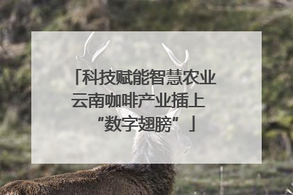科技赋能智慧农业 云南咖啡产业插上“数字翅膀”