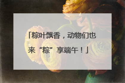 粽叶飘香，动物们也来“粽”享端午！