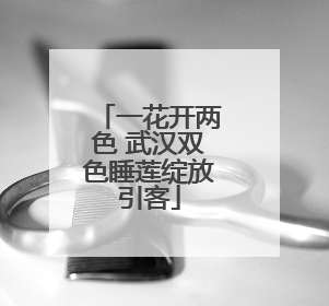 一花开两色 武汉双色睡莲绽放引客