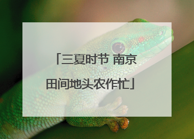三夏时节 南京田间地头农作忙