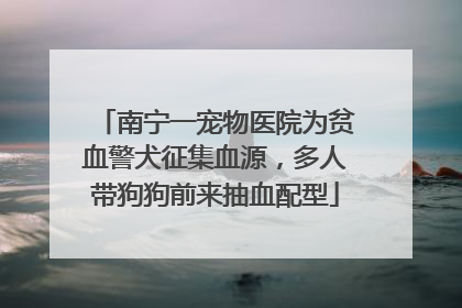 南宁一宠物医院为贫血警犬征集血源，多人带狗狗前来抽血配型