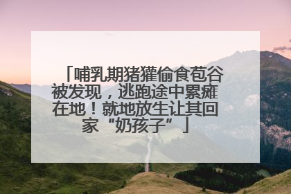 哺乳期猪獾偷食苞谷被发现，逃跑途中累瘫在地！就地放生让其回家“奶孩子”