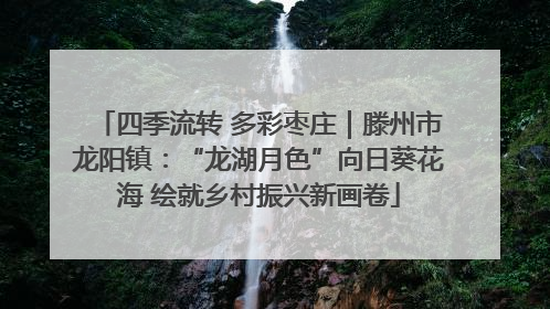 四季流转 多彩枣庄｜滕州市龙阳镇：“龙湖月色”向日葵花海 绘就乡村振兴新画卷