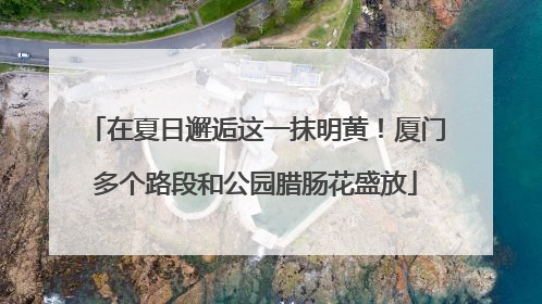 在夏日邂逅这一抹明黄！厦门多个路段和公园腊肠花盛放