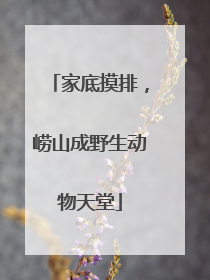 家底摸排，崂山成野生动物天堂