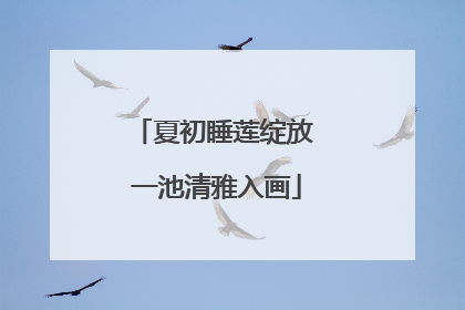 夏初睡莲绽放 一池清雅入画