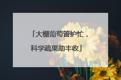 大棚葡萄管护忙，科学疏果助丰收
