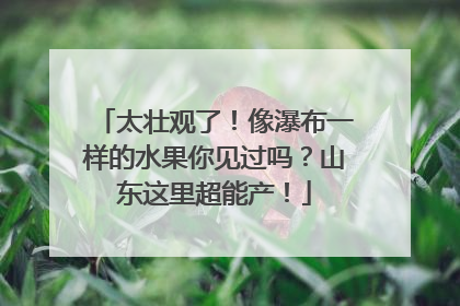 太壮观了！像瀑布一样的水果你见过吗？山东这里超能产！
