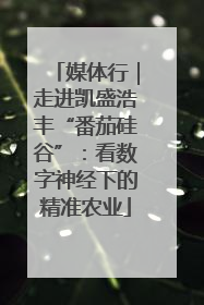 媒体行｜走进凯盛浩丰“番茄硅谷”：看数字神经下的精准农业