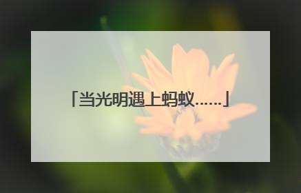 当光明遇上蚂蚁……