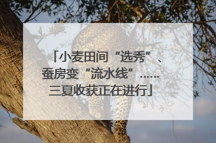 小麦田间“选秀”、蚕房变“流水线”……三夏收获正在进行