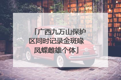 广西九万山保护区同时记录金斑喙凤蝶雌雄个体
