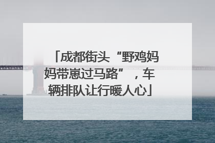 成都街头“野鸡妈妈带崽过马路”，车辆排队让行暖人心