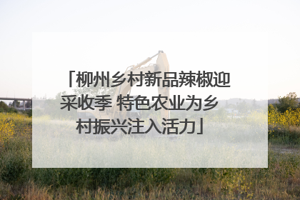 柳州乡村新品辣椒迎采收季 特色农业为乡村振兴注入活力