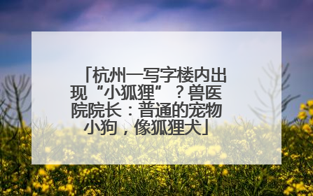 杭州一写字楼内出现“小狐狸”？兽医院院长：普通的宠物小狗，像狐狸犬