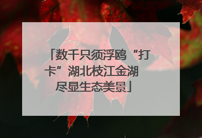 数千只须浮鸥“打卡”湖北枝江金湖 尽显生态美景