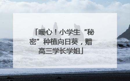 暖心！小学生“秘密”种植向日葵，赠高三学长学姐