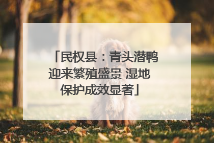 民权县：青头潜鸭迎来繁殖盛景 湿地保护成效显著