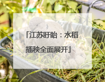 江苏盱眙：水稻插秧全面展开