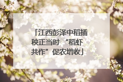 江西彭泽中稻插秧正当时 “稻虾共作”促农增收
