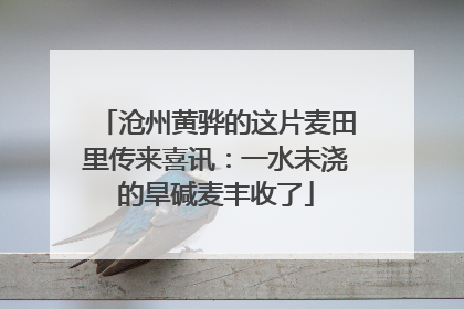 沧州黄骅的这片麦田里传来喜讯：一水未浇的旱碱麦丰收了