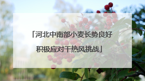 河北中南部小麦长势良好 积极应对干热风挑战