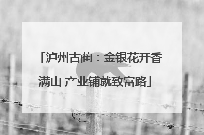 泸州古蔺：金银花开香满山 产业铺就致富路