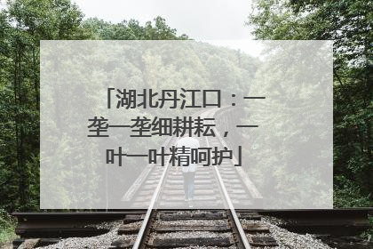 湖北丹江口：一垄一垄细耕耘，一叶一叶精呵护