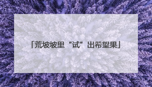 荒坡坡里“试”出希望果