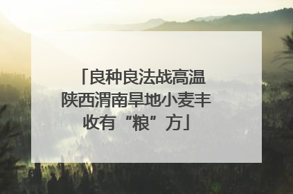 良种良法战高温 陕西渭南旱地小麦丰收有“粮”方