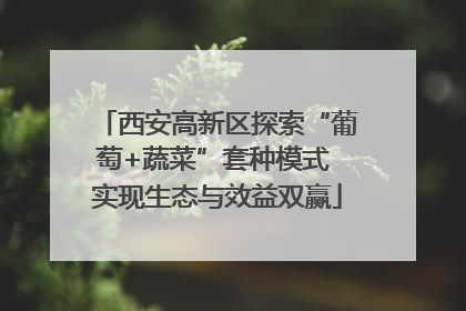 西安高新区探索“葡萄+蔬菜”套种模式 实现生态与效益双赢