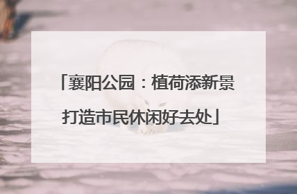 襄阳公园：植荷添新景 打造市民休闲好去处