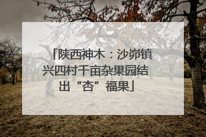 陕西神木：沙峁镇兴四村千亩杂果园结出“杏”福果
