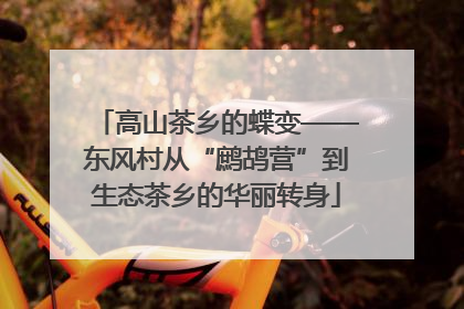 高山茶乡的蝶变——东风村从“鹧鸪营”到生态茶乡的华丽转身