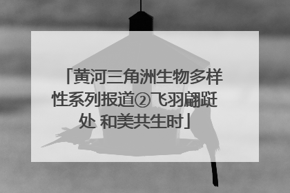 黄河三角洲生物多样性系列报道②飞羽翩跹处 和美共生时