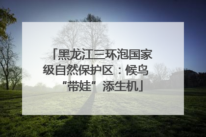 黑龙江三环泡国家级自然保护区：候鸟“带娃”添生机
